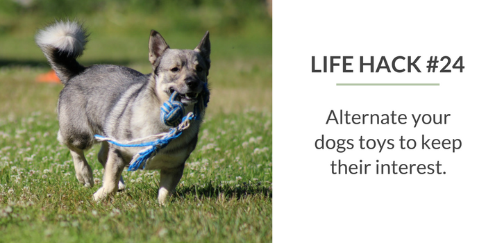 59 Proven Dog Owner Hacks for a Cleaner, Healthier Home