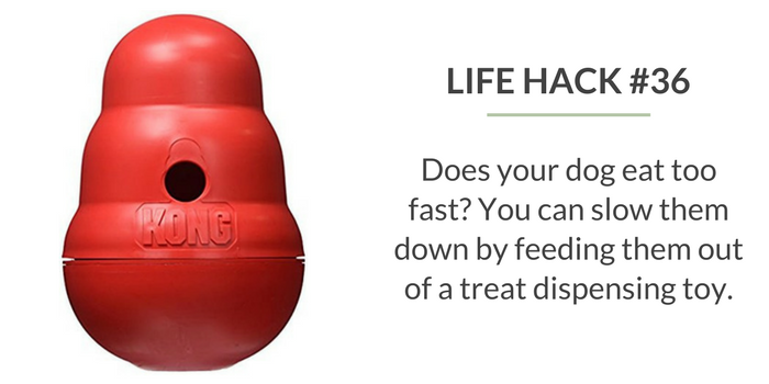 59 Proven Dog Owner Hacks for a Cleaner, Healthier Home