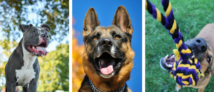 59 Proven Dog Owner Hacks for a Cleaner, Healthier Home