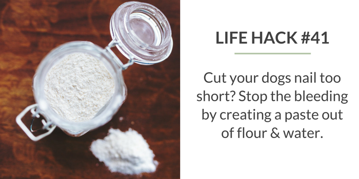 59 Proven Dog Owner Hacks for a Cleaner, Healthier Home