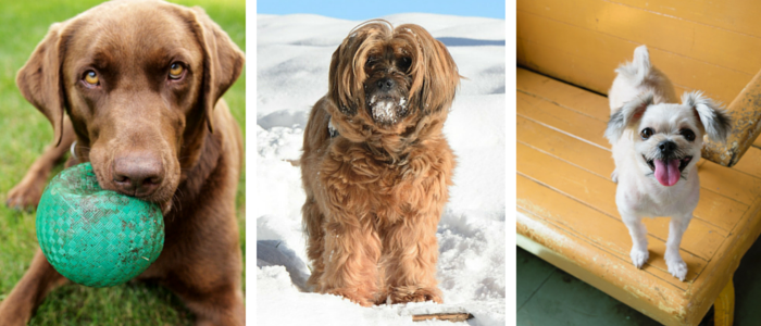 59 Proven Dog Owner Hacks for a Cleaner, Healthier Home