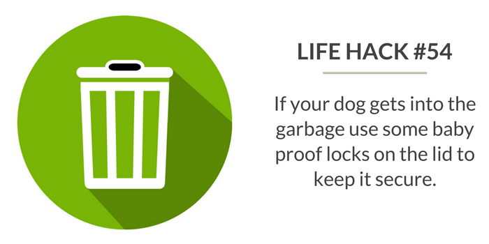 59 Proven Dog Owner Hacks for a Cleaner, Healthier Home
