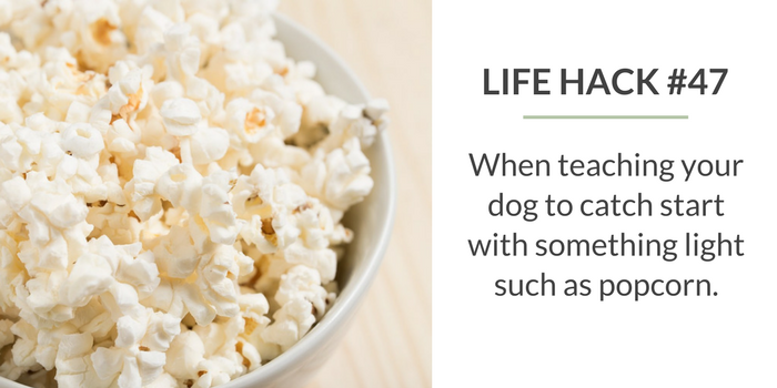 59 Proven Dog Owner Hacks for a Cleaner, Healthier Home