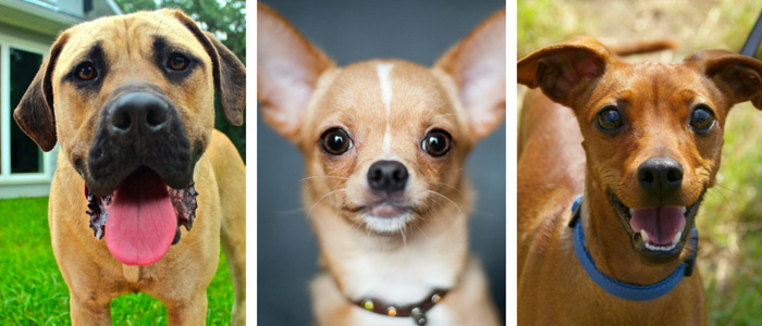 59 Proven Dog Owner Hacks for a Cleaner, Healthier Home