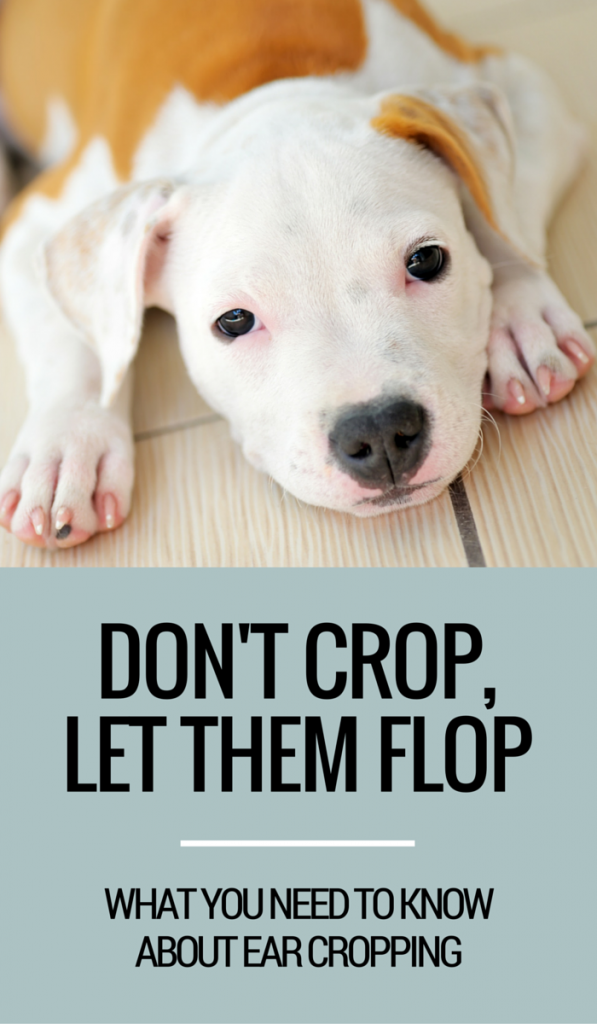 Ear Cropping in Dogs: Facts, Myths, and Health Considerations