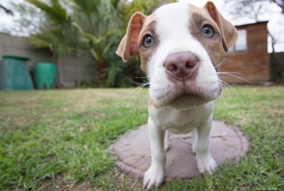 Ear Cropping in Dogs: Facts, Myths, and Health Considerations
