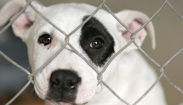 8 Common Misconceptions About Pet Stores You Should Question