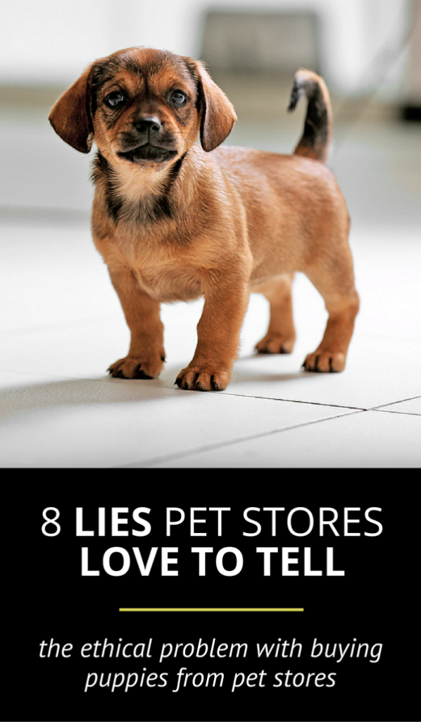 8 Common Misconceptions About Pet Stores You Should Question
