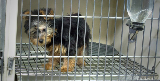 8 Common Misconceptions About Pet Stores You Should Question