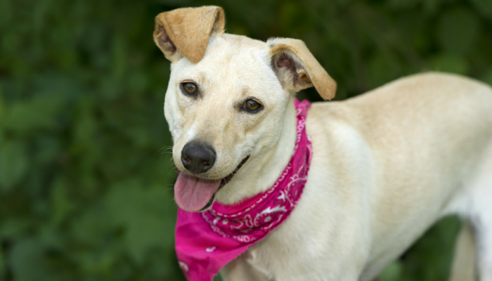 Why I Never Bad-Mouth Animal Rescues, Even When I Disagree With Their Adoption Policies