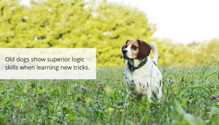 New Study Confirms Senior Dogs Can Learn Fresh Tricks