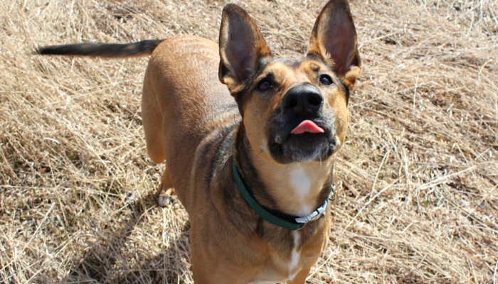 19 Reasons My Dog Is My Best Friend – Trust, Love, and Loyalty