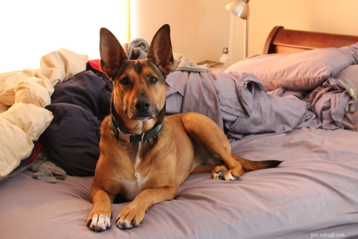 19 Reasons My Dog Is My Best Friend – Trust, Love, and Loyalty