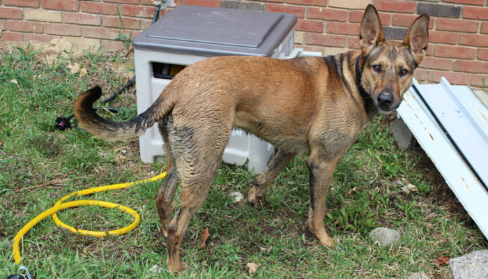 19 Reasons My Dog Is My Best Friend – Trust, Love, and Loyalty
