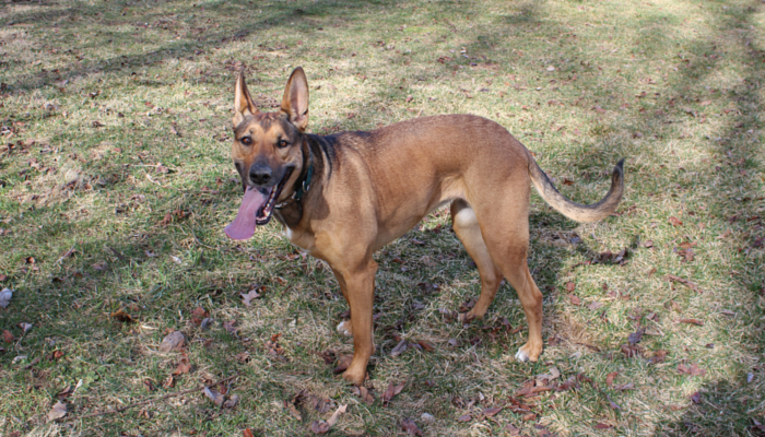 19 Reasons My Dog Is My Best Friend – Trust, Love, and Loyalty