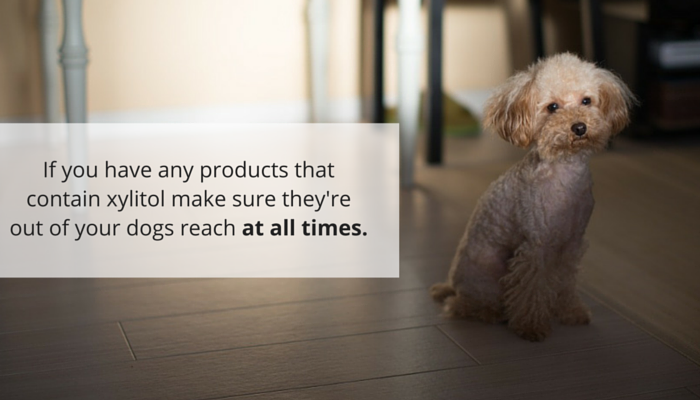 Xylitol: A Hidden Danger – Why This Common Sweetener is Deadly for Dogs