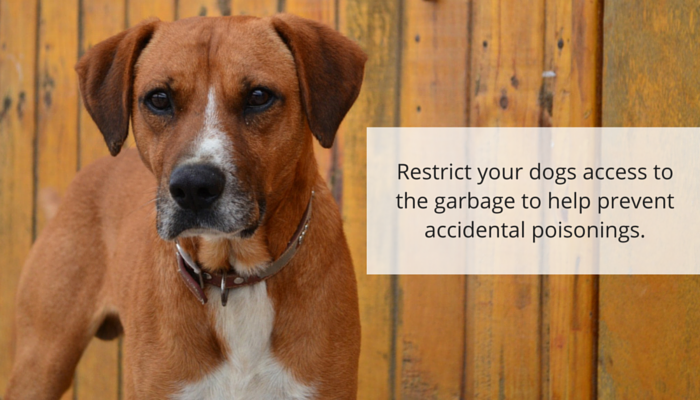 Xylitol: A Hidden Danger – Why This Common Sweetener is Deadly for Dogs