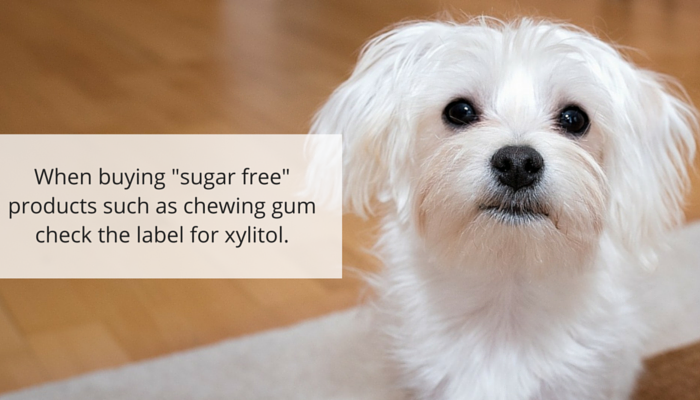 Xylitol: A Hidden Danger – Why This Common Sweetener is Deadly for Dogs