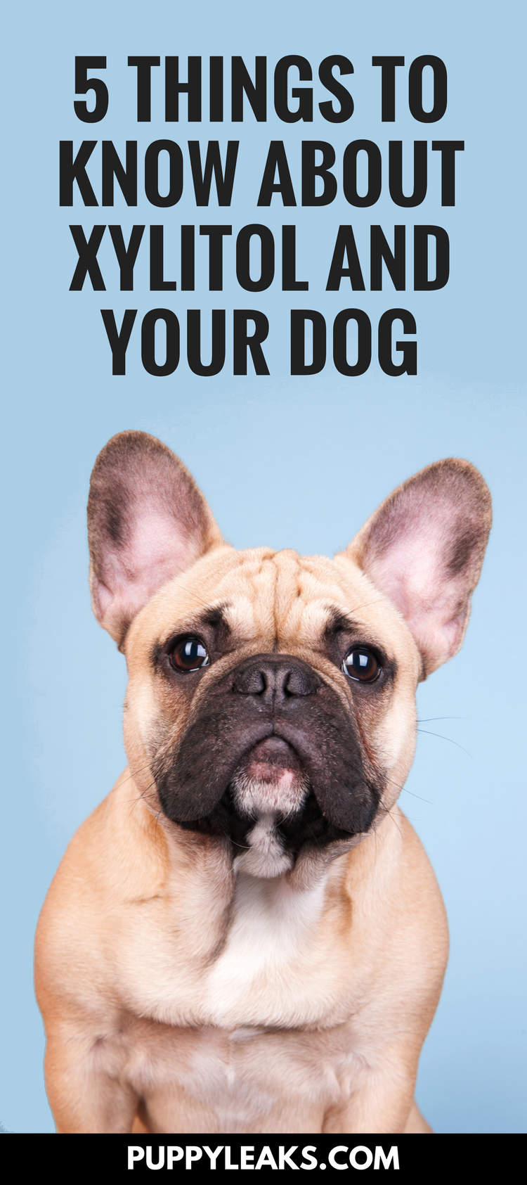 Xylitol: A Hidden Danger – Why This Common Sweetener is Deadly for Dogs