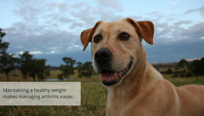 5 Proven Ways to Ease Your Dog’s Nighttime Limping and Boost Comfort