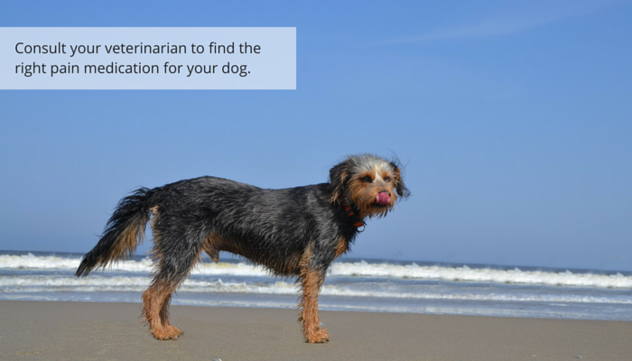 5 Proven Ways to Ease Your Dog’s Nighttime Limping and Boost Comfort
