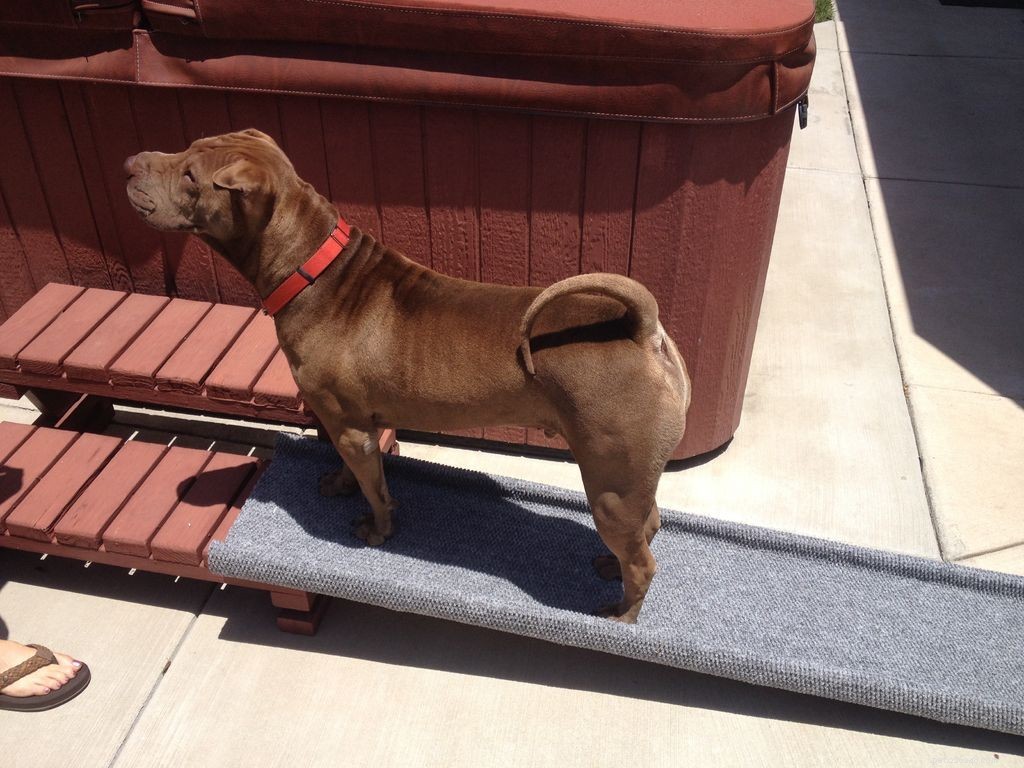 5 Proven Ways to Ease Your Dog’s Nighttime Limping and Boost Comfort