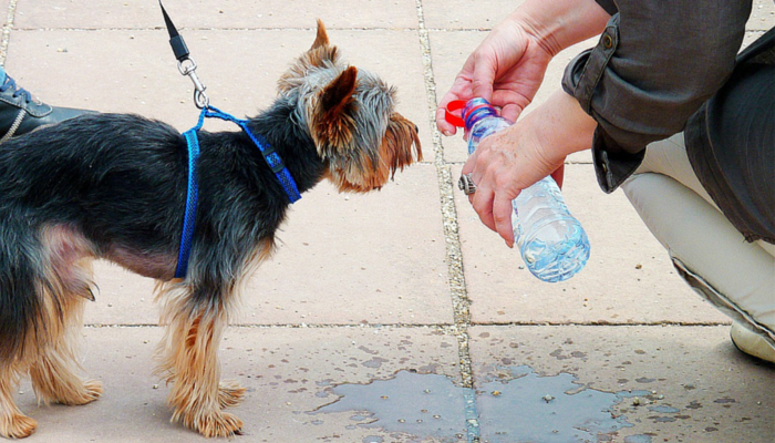 10 Essential Dog Walking Tips for a Healthy, Happy Bond