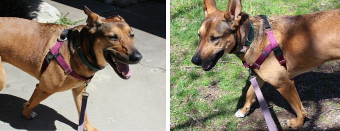 10 Essential Dog Walking Tips for a Healthy, Happy Bond