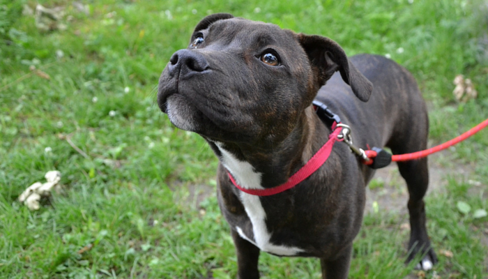10 Essential Dog Walking Tips for a Healthy, Happy Bond