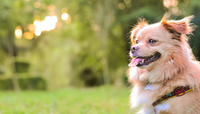 10 Essential Dog Walking Tips for a Healthy, Happy Bond