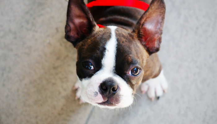 10 Essential Dog Walking Tips for a Healthy, Happy Bond