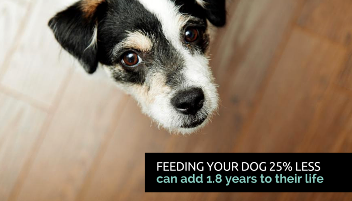 5 Simple Daily Habits to Keep Your Dog Fit and Healthy