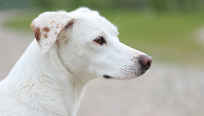 How Dogs Navigate: The Science of Finding Their Way Home