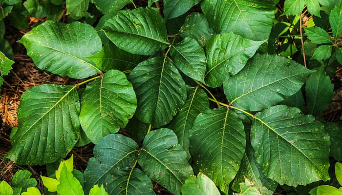 Can Your Dog Spread Poison Ivy to You? Learn How to Protect Yourself