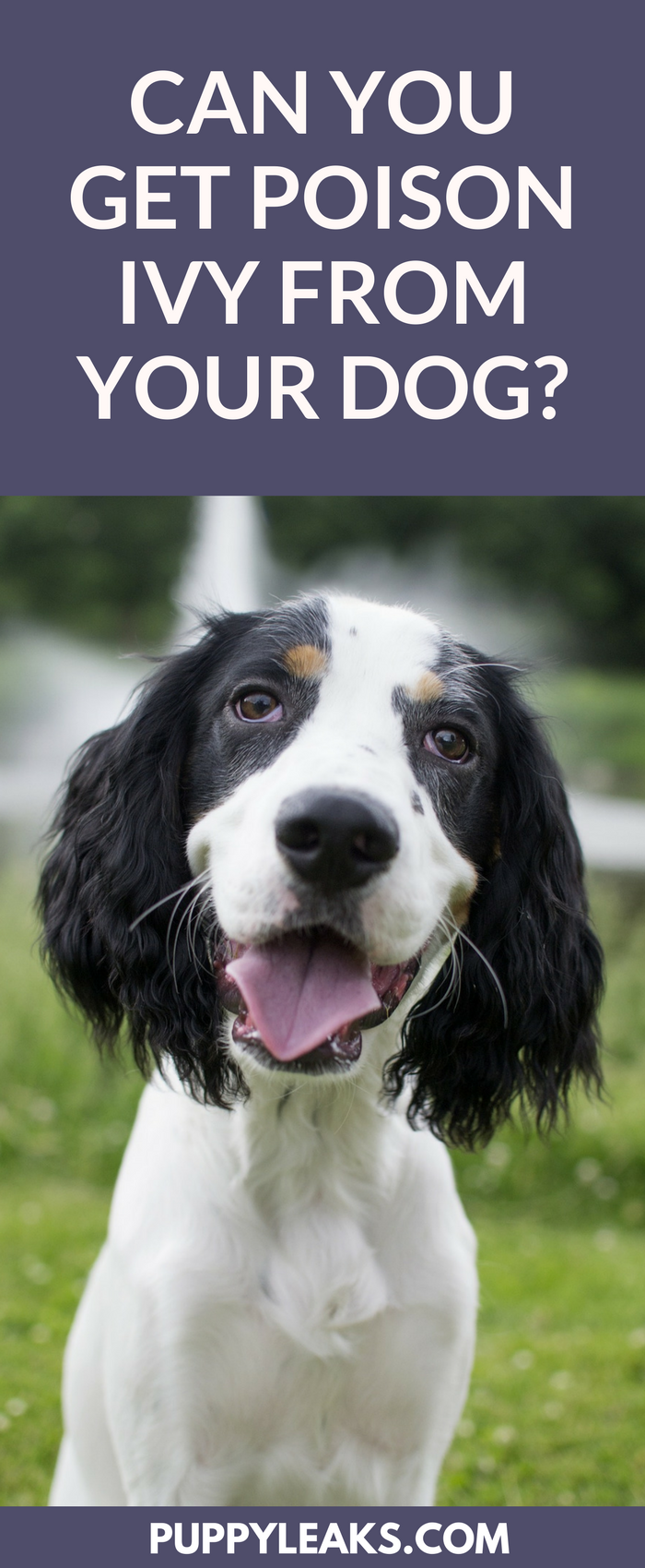 Can Your Dog Spread Poison Ivy to You? Learn How to Protect Yourself