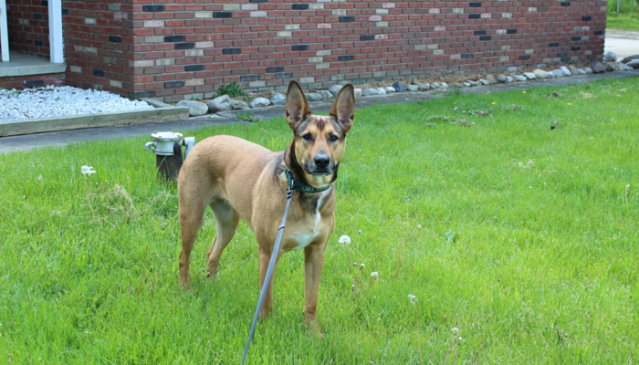 Why Retractable Leashes Aren t the Best Choice for Reliable Dog Walking