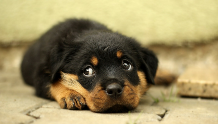 The Essential Question I Ask Owners Who Surrender Their Dogs