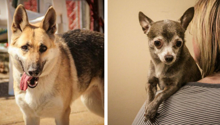 May 7: 20+ Michigan Shelters Offer Adopt-Your-Pet Day with Zero Fees