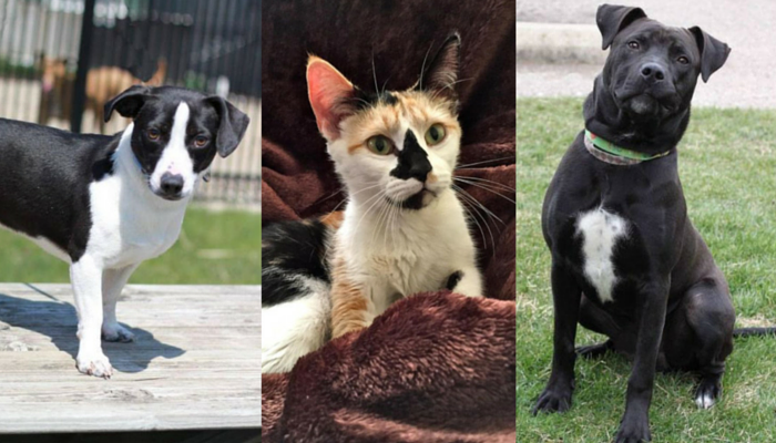 May 7: 20+ Michigan Shelters Offer Adopt-Your-Pet Day with Zero Fees