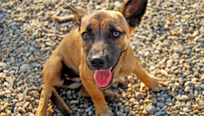 3 Essential Items You Should Skip When Bringing Home a New Puppy
