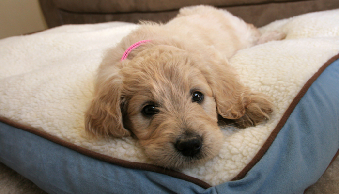 3 Essential Items You Should Skip When Bringing Home a New Puppy