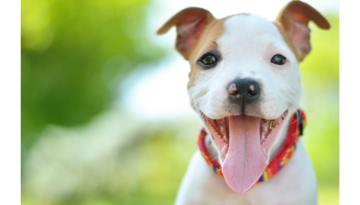 3 Essential Items You Should Skip When Bringing Home a New Puppy