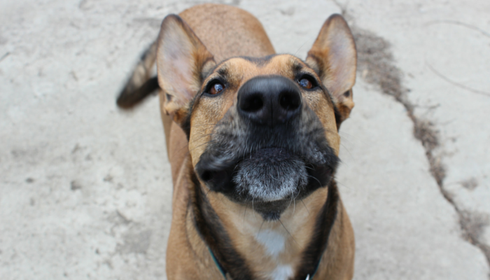 Celebrating Two Years of Puppy Leaks—416 Posts, Lessons, & Thanks
