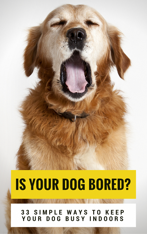 Celebrating Two Years of Puppy Leaks—416 Posts, Lessons, & Thanks