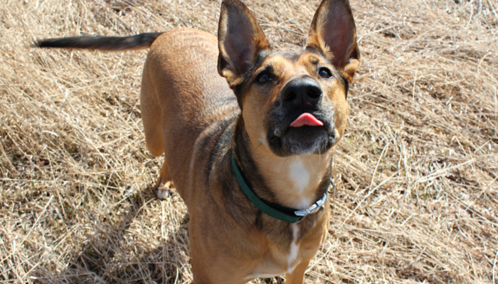 Helping Reactive Dog Owners Overcome Daily Challenges