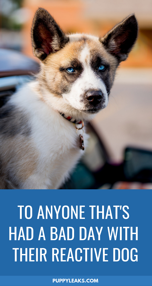 Helping Reactive Dog Owners Overcome Daily Challenges
