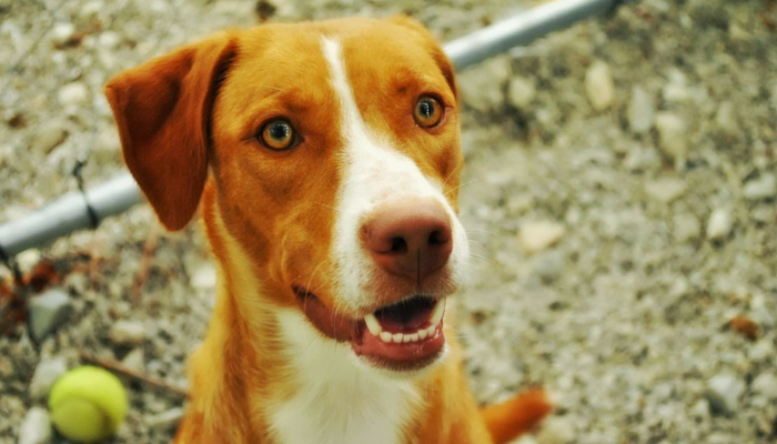 Teach Your Dog 5 Essential Skills Through Playful Training