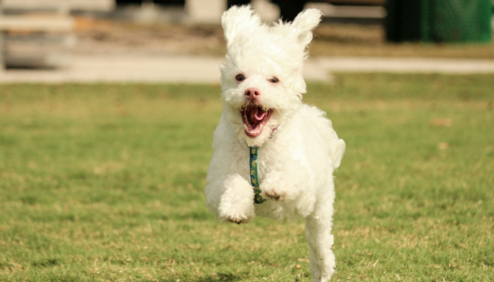 Teach Your Dog 5 Essential Skills Through Playful Training