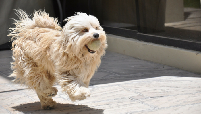 Teach Your Dog 5 Essential Skills Through Playful Training