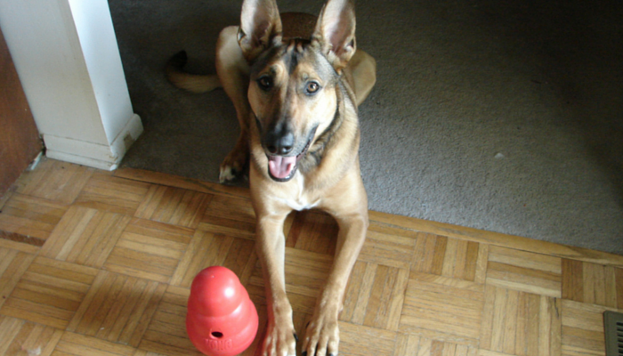 Teach Your Dog 5 Essential Skills Through Playful Training